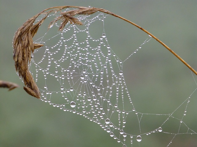 web