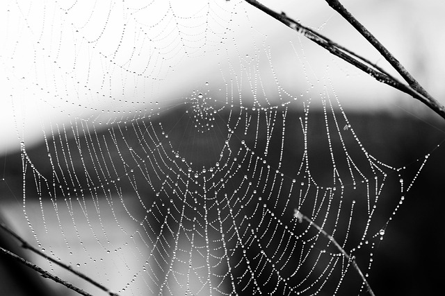 web