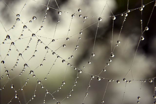 web