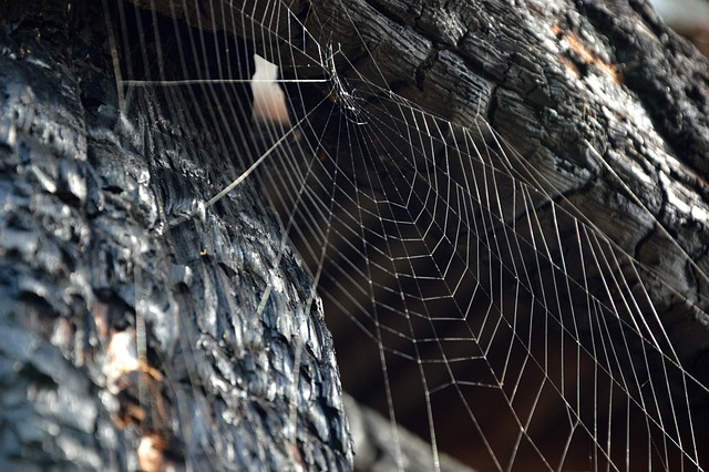 web