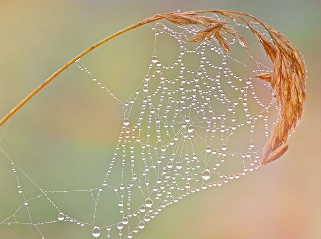 web